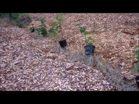 how to replant blackberries