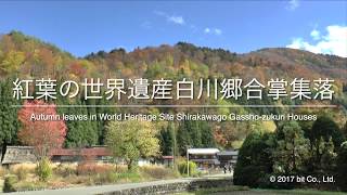 Shirakawago Autumn Leaves