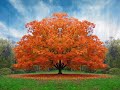 Wayne Dyer/How God Tells You It\
