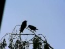 Corvids; Ravens in a birch Corvids; Ravens in a birch