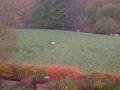 So. Many. Birds