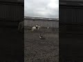 Click here to watch this video Me&Paddy Cash. Jumping, because why the fuck not?