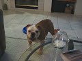 Marley and Gus  (Crazy Marley)