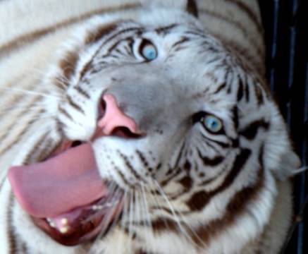 Bengal Tiger