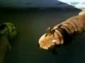 english bulldog diego football star