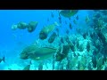 RED SEA 2008