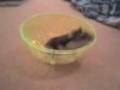 hamsters playing