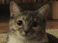 Dramatic kitty death metal