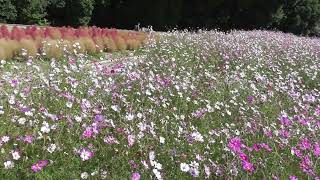 花の丘２０２２