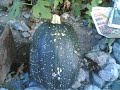 sirya (zeytinlik k�y�) ARTV?N