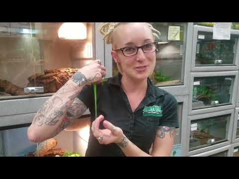 YouTube reptile video