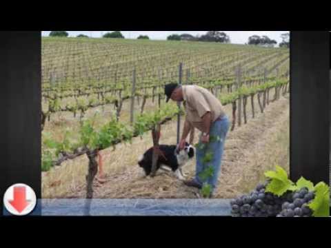 how to fertilize muscadine grape vines