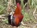 Galo eu Galinha vc...