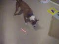 Deuce and laser pointer