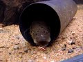 Lungfish