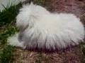 Toy Poodle video