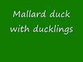 Hunting in Romania - Wild duck Hunting in Romania - Wild duck