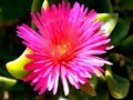 I Colori della Primavera - (The Colors in the Spring)