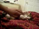 mon chatton