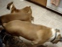 Boxers with Lasers