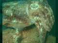GREAT British reef diving