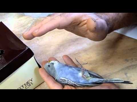 how to care budgies