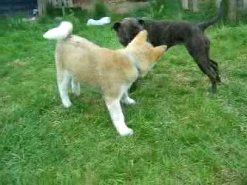 japenese akita