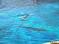delfines adiestrados