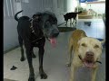 Perros Perros