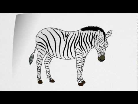 how to draw zebra