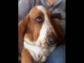 Basset Rescue Of Montana