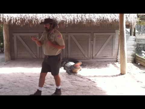 Gator Park Everglades Florida (hd)