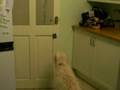 Chelsea the labradoodle shuts the door!