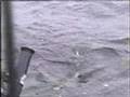 Brown Trout Fishing on Lake Ontario
