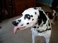 mike-the-dalmation-vs-peanut-butter.html