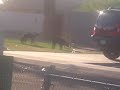 face humping chihuahua