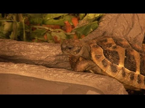 how to care tortoise