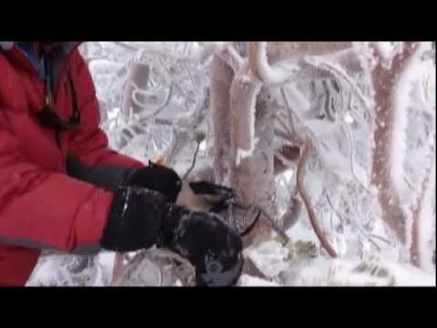 Self Belayed Cornice Chop n' Drop
