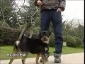 G3 Dog Training on Life Source ICS