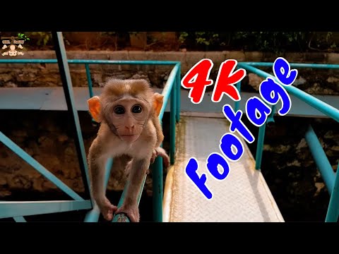Những Cảnh Quay Đẹp Chất Lượng 4K Về Loài Khỉ Tập 37