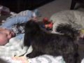 Jax and Bella