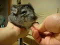 cuty chinchilla