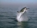 Great White Shark Breaching while Attacking a Seal