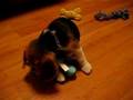 Beagle video
