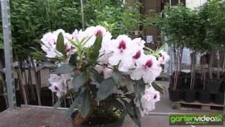 #1103 Rhododendron Hybride Sapporo 