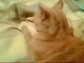 tigger again tigger again