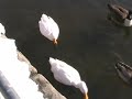 Swans of Love