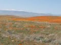 Right Next to Antelope Valley California Poppy Reserve Right Next to Antelope Valley California Poppy Reserve