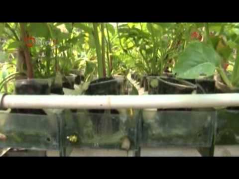Guia da Cidade - Videos - hidroponik videos