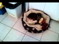 Baby Mia the weenie puppy playing with toys